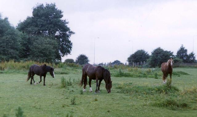 ThreeHorses