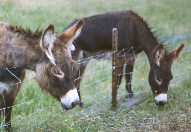 TwoDonkeys