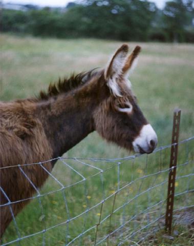 BabyDonkey