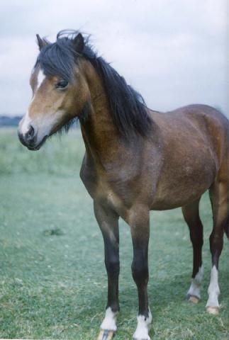 GrowingPony