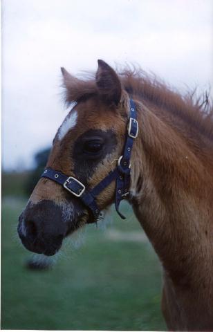 FoalHead