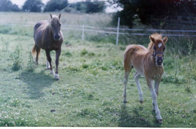 FoalChase