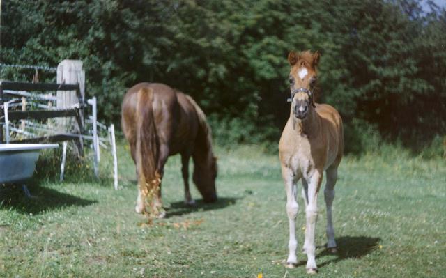 ClassicFoal