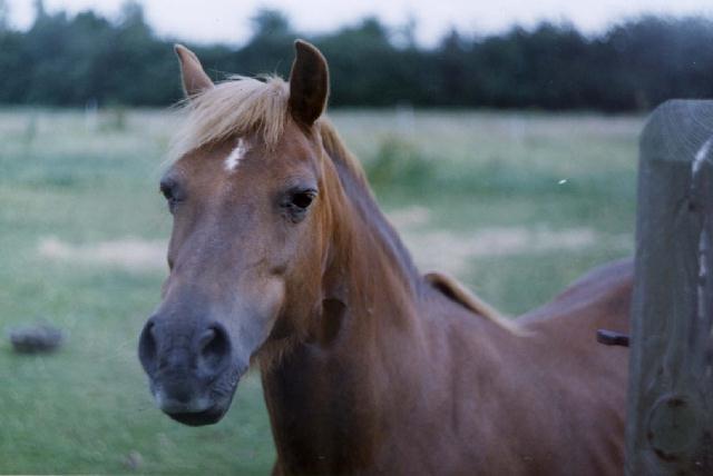 BroodMare