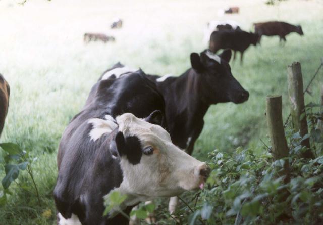 CuteHeifers