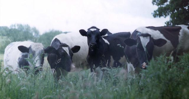 FourHeifers