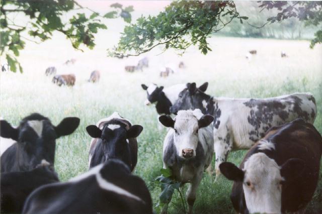 LotsaHeifers