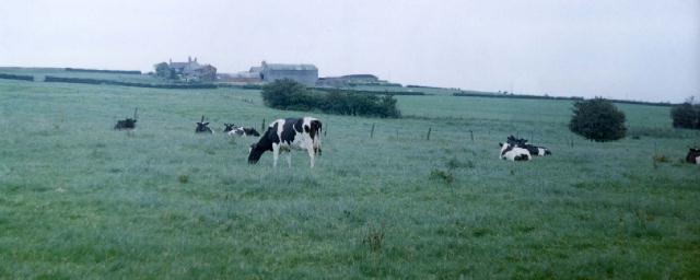 FieldCows