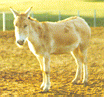 Onager