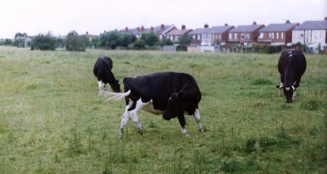 LickingMoo