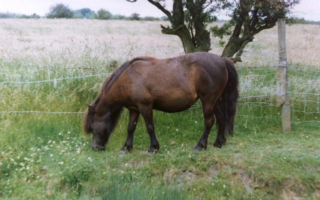 ShetlandMare