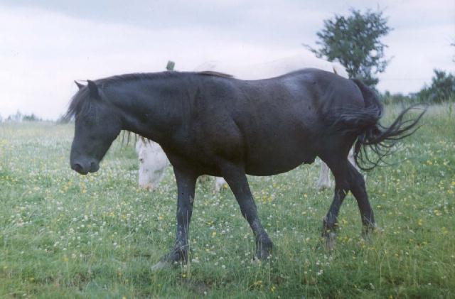 BlackGelding